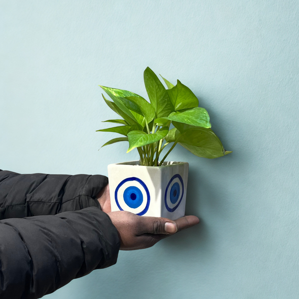 Golden Pothos in Evil Eye Ceramic Pot