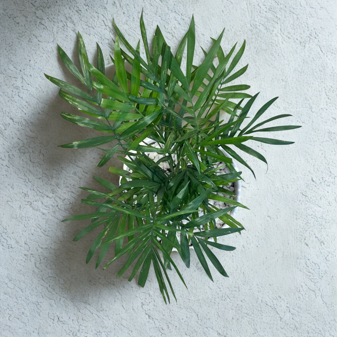 Chamaedorea Palm in Pedestal Ceramic Pot