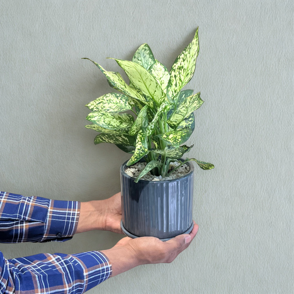 Aglaonema Super White Plant in Grey Ceramic Pot with Tray
