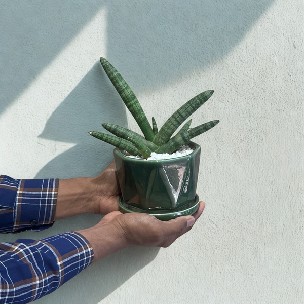 Snake Boncel in Hexa Green Ceramic Pot