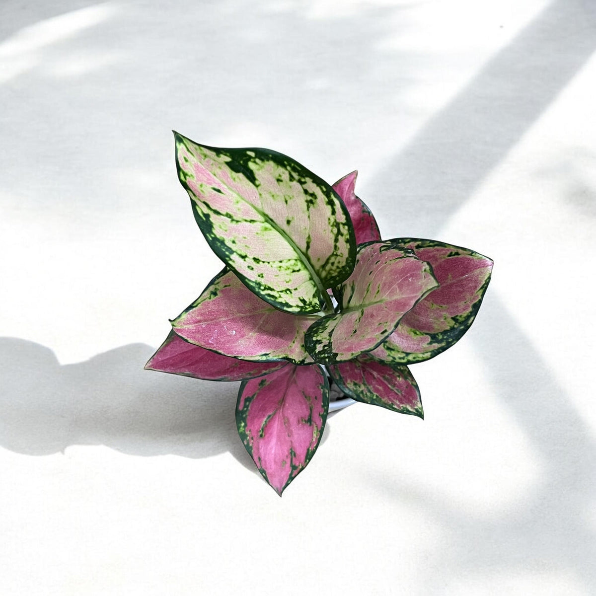 Best Mom Ever Pink Aglaoenma