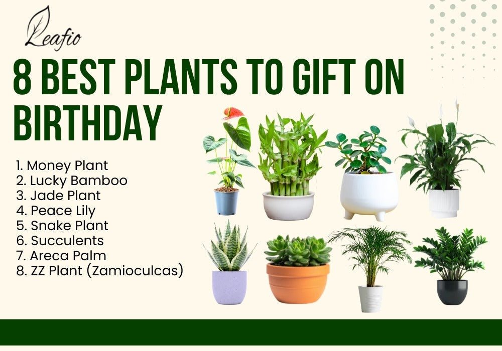 8 Best Plants to Gift on Birthday (Easy & Meaningful Ideas)