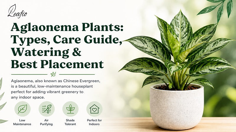 Aglaonema Plants