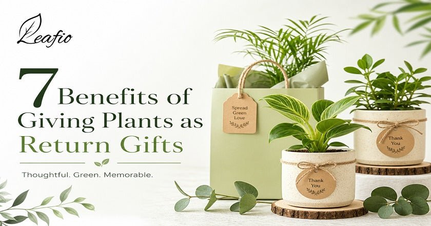 7 plant as Return gifts