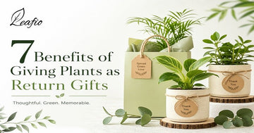 7 plant as Return gifts
