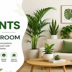 Best Plants for Living Room