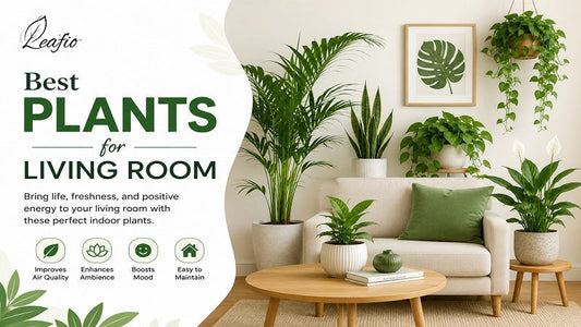 Best Plants for Living Room