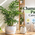 Chamaedorea Palm: Care Guide