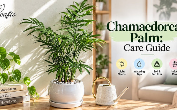 Chamaedorea Palm: Care Guide