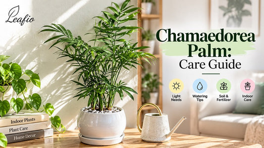 Chamaedorea Palm: Care Guide