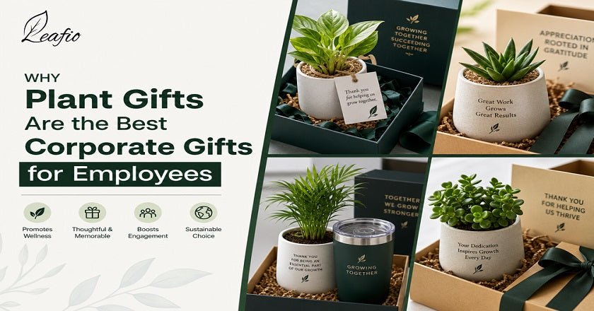 Plant Gifts Are the Best Corporate Gifts for Employees