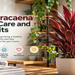 Red Dracaena plant care & benefits