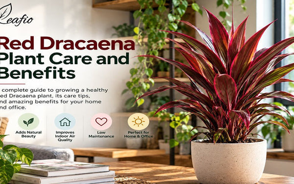Red Dracaena plant care & benefits