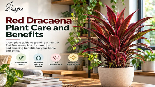 Red Dracaena plant care & benefits