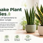 20+ Snake Plant Varieties You Can Actually Grow at Home