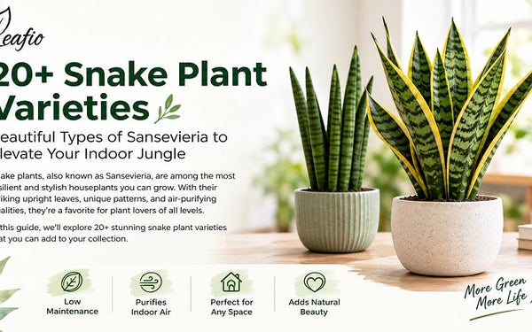 20+ Snake Plant Varieties You Can Actually Grow at Home