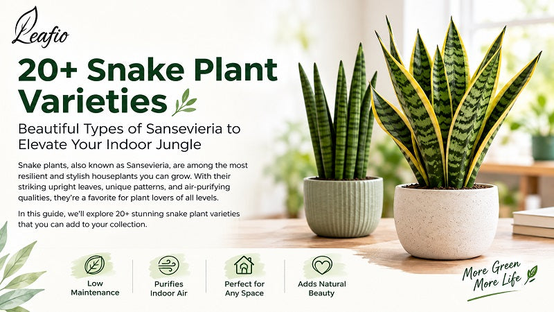 20+ Snake Plant Varieties You Can Actually Grow at Home