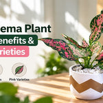 aglaonema plants benefits and care