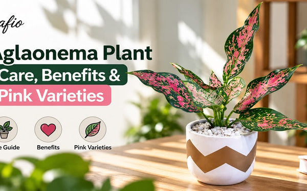 aglaonema plants benefits and care