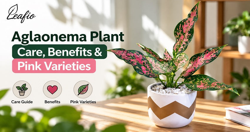 aglaonema plants benefits and care