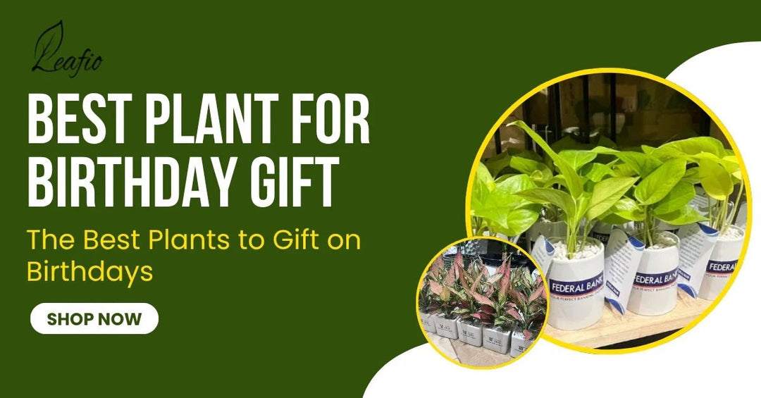 best plants for birthday gift