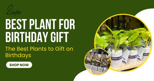 best plants for birthday gift