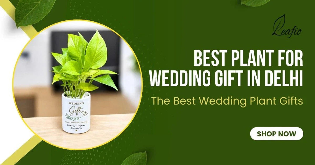 best plant for wedding gift