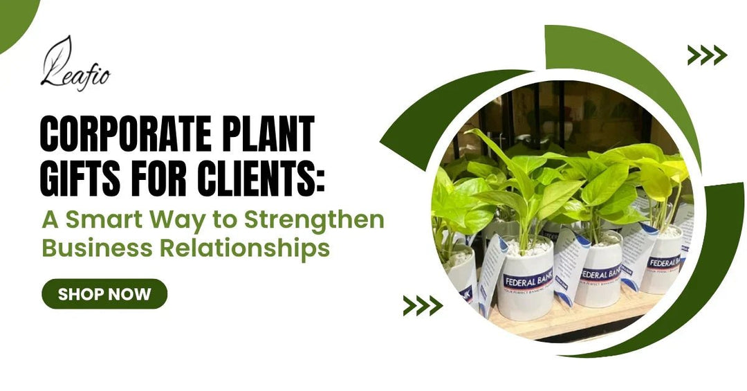 corporate plant gifts for clients