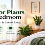 indoor plants for bedroom low light