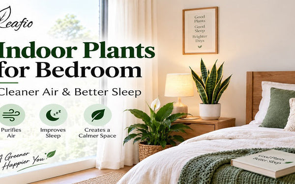 indoor plants for bedroom low light