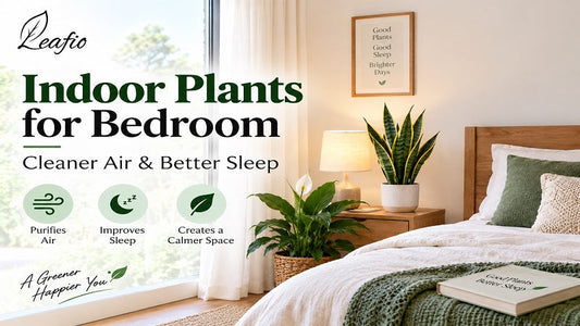 indoor plants for bedroom low light