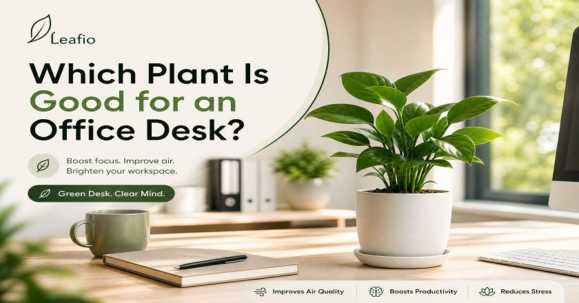 Top 10 Plants For Office Desk