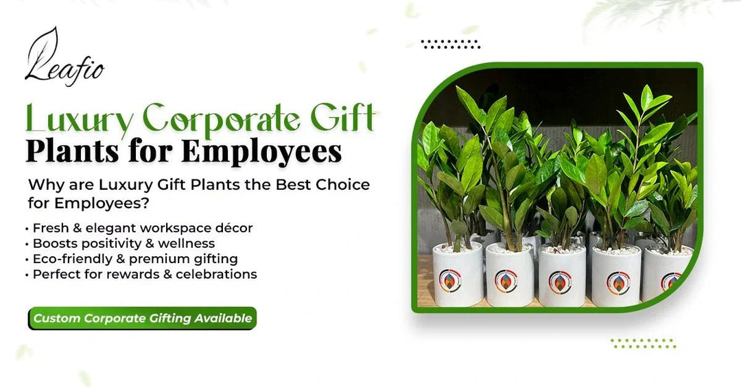 luxury corporate gift plants for employees