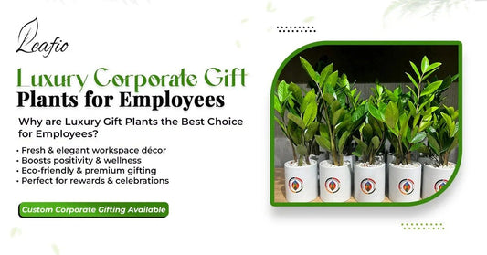 luxury corporate gift plants for employees