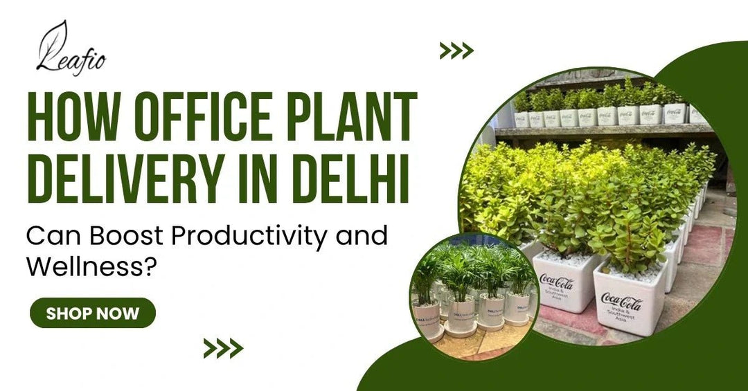 office plant delivery in delhi