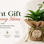 Plant Gift Wrapping Ideas for Corporate Gifting 