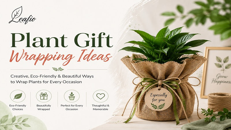 Plant Gift Wrapping Ideas for Corporate Gifting 