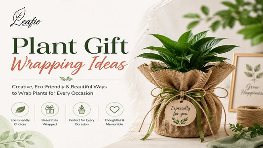 Plant Gift Wrapping Ideas for Corporate Gifting 