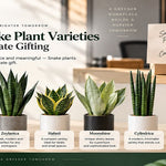 Best Snake Plant Varieties for Corporate Gifting
