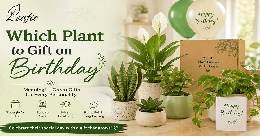 Plant to gits for birthday