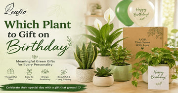 Plant to gits for birthday