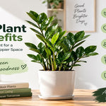 zz plants benefits