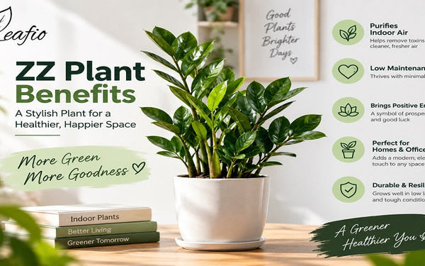 zz plants benefits