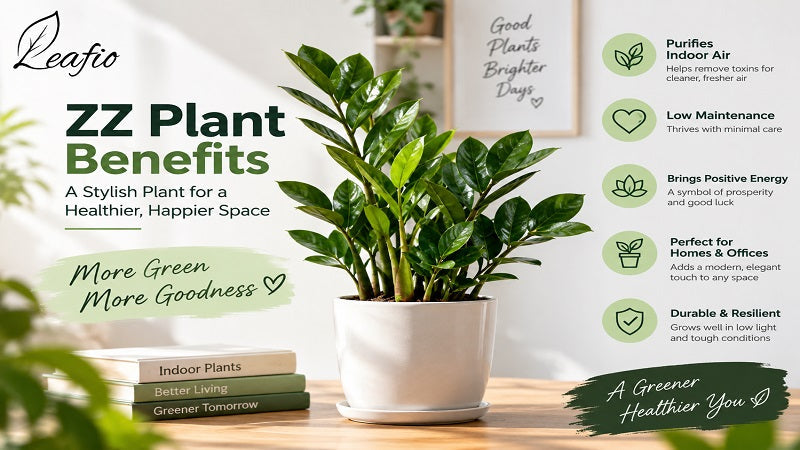 zz plants benefits