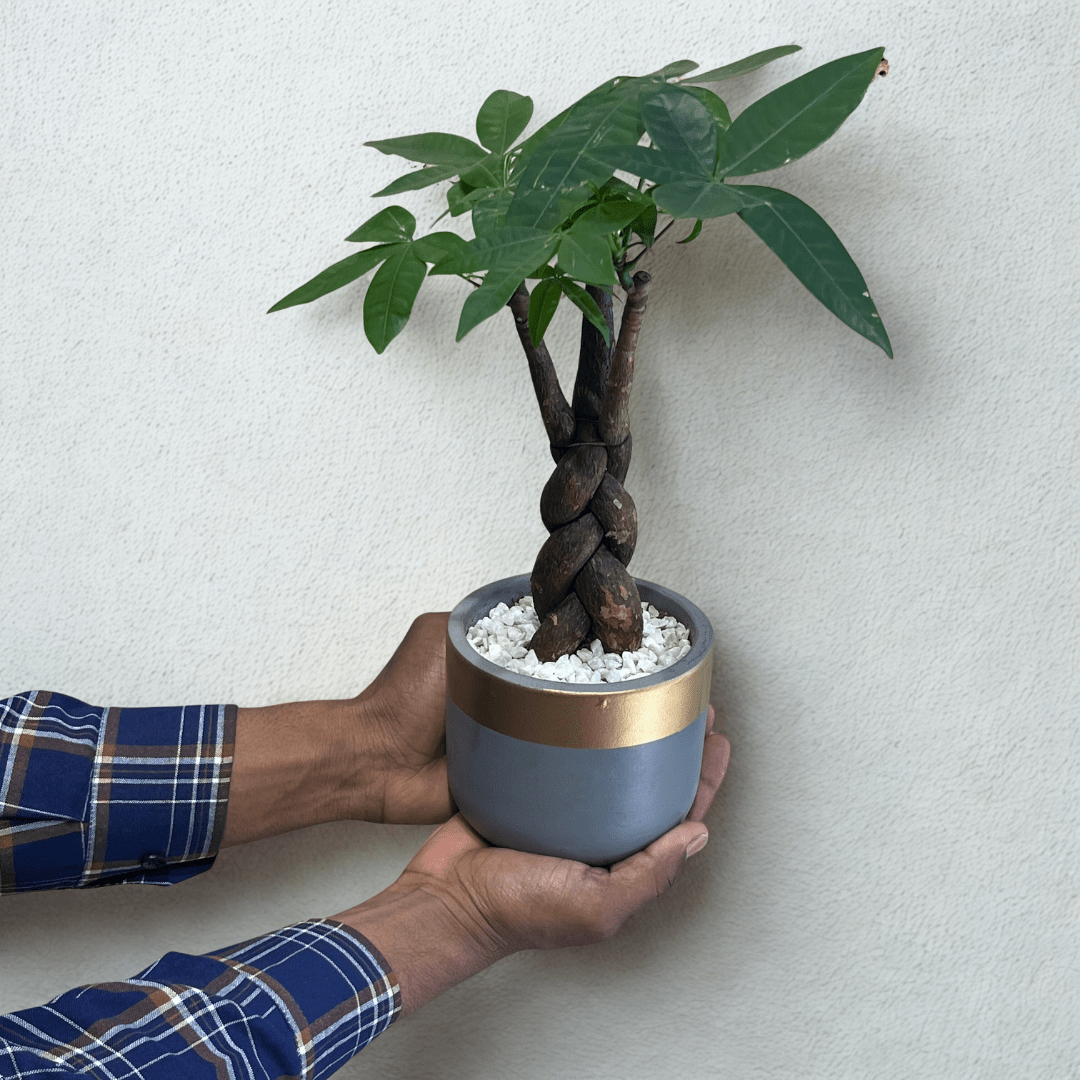 Social Gifting