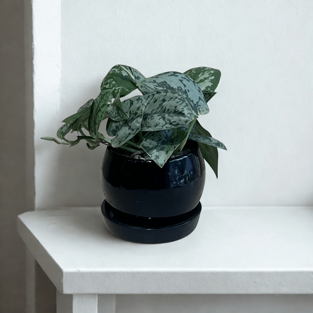 Potted Plants