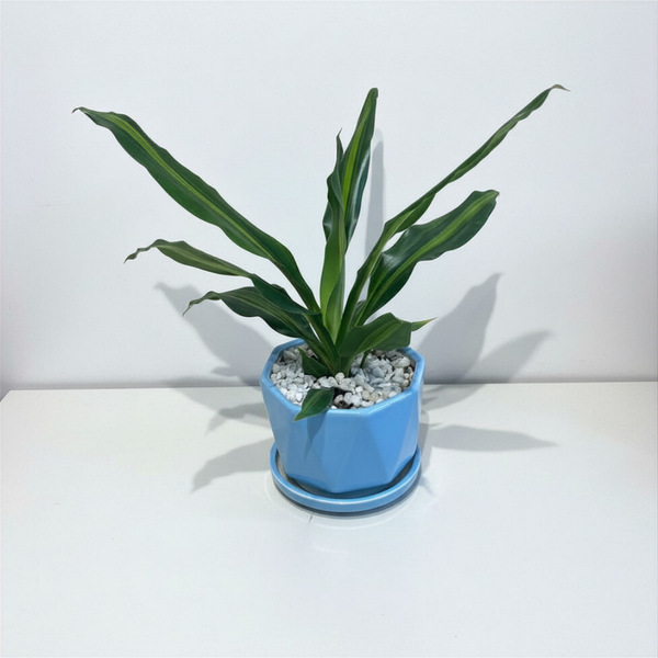 Dracaena Plant in Ceramic Pot with Tray