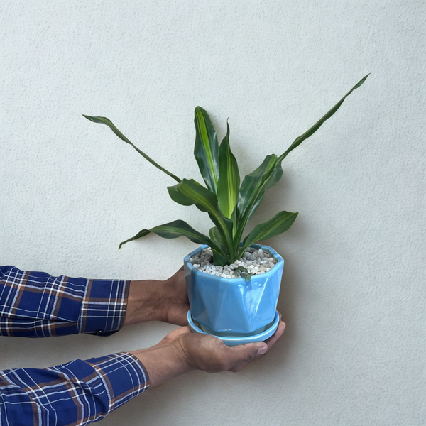 Dracaena Plant in Ceramic Pot with Tray