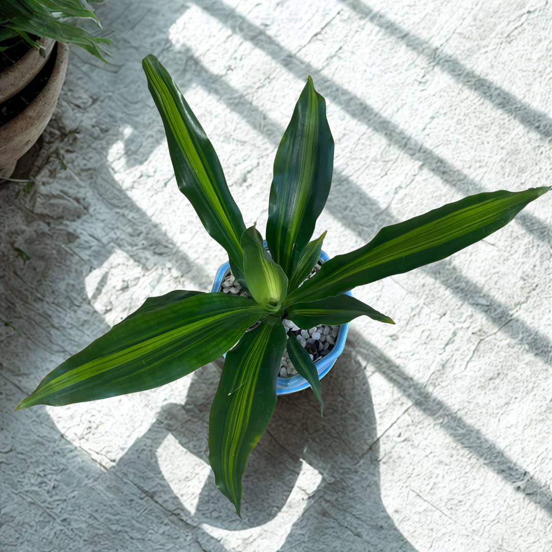 Dracaena Plant in Ceramic Pot with Tray