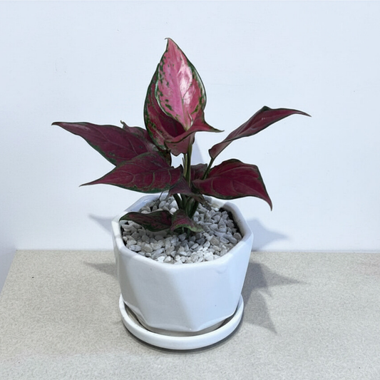 Aglaonema Pink Lady Valentine in White Ceramic Pot with Tray